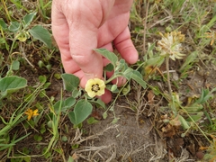 Physalis mollis