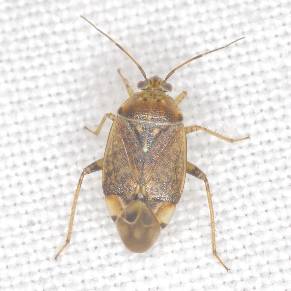 Lygus plagiatus