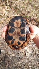 Clemmys guttata