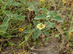 Physalis mollis
