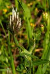 Trifolium palaestinum