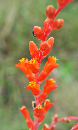 Dyckia remotiflora A.Dietr.