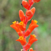 Dyckia remotiflora - Photo (c) Walter Medina, algunos derechos reservados (CC BY-NC), subido por Walter Medina