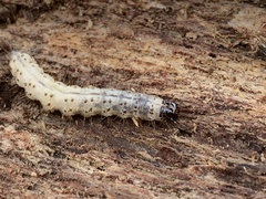 Scolecocampa