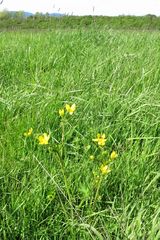 Ranunculus occidentalis occidentalis