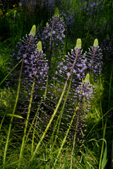 Scilla hyacinthoides