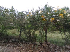 Caesalpinia pulcherrima flava