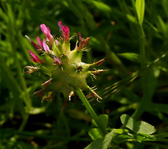 Trifolium spumosum