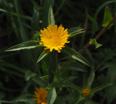 Pallenis spinosa