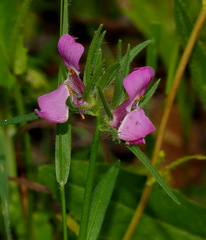 Misopates orontium