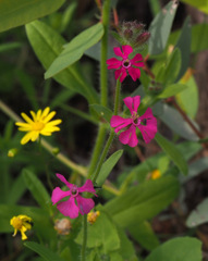 Silene palaestina
