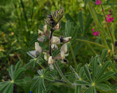 Lupinus palaestinus