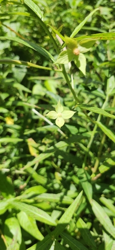 Ludwigia octovalvis observed 2026-04-24