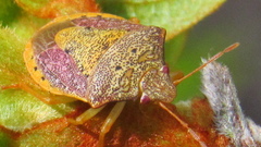 Dendrocoris humeralis