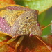 Dendrocoris fruticicola - Photo 由 cpgibson 所上傳的 (c) cpgibson，保留部份權利CC BY-NC
