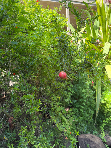 Punica granatum observed 2026-04-24