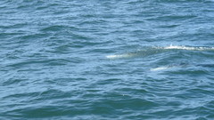 Cephalorhynchus commersonii