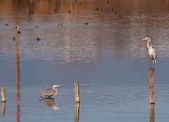 Ardea herodias