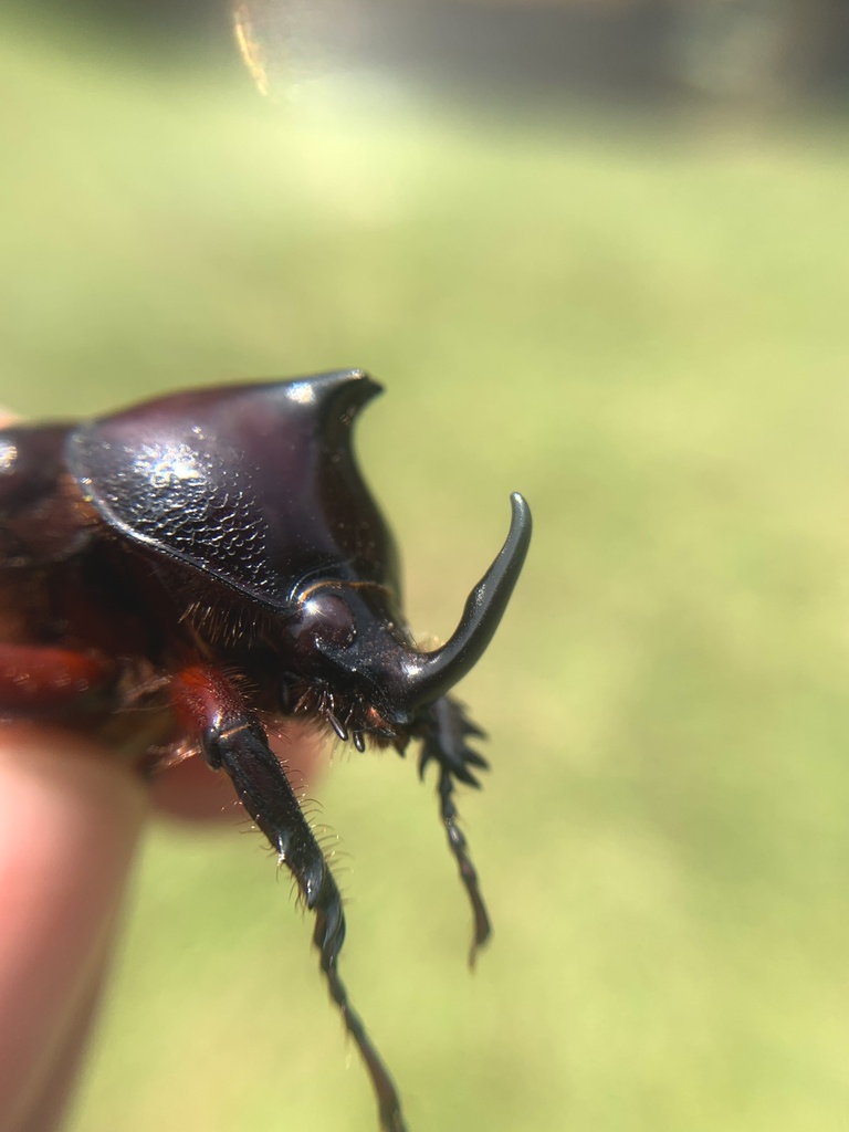 Podischnus oberthueri