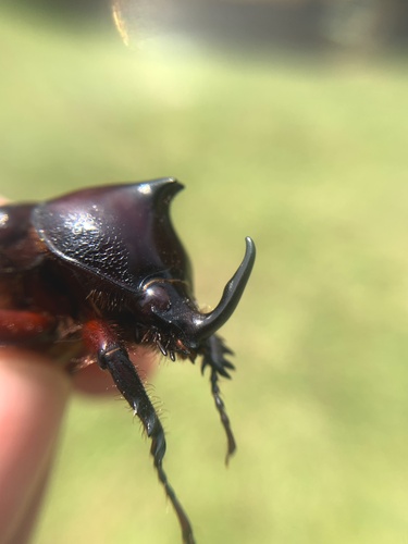 Podischnus oberthueri