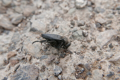 Meloe tuccius