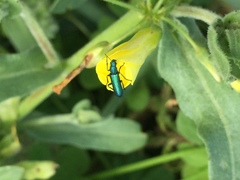 Psilothrix viridicoerulea