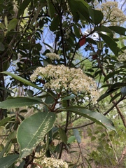 Photinia × fraseri