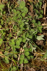 Trifolium subterraneum