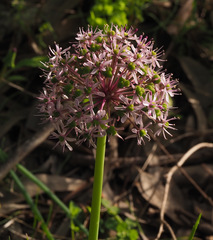 Allium tel-avivense