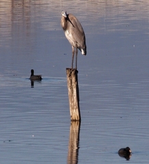 Ardea herodias