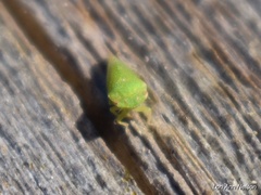 Xerophloea