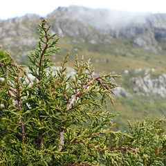 Diselma archeri, photograph author not stated, no rights reserved