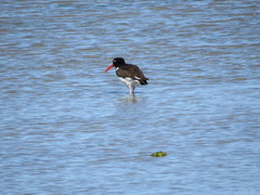 Haematopus palliatus