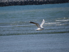 Chroicocephalus maculipennis