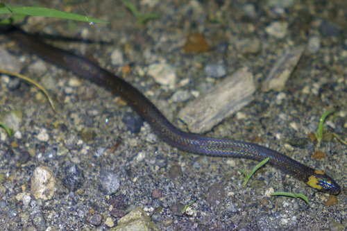 Dunn's Ground Snake, Atractus dunni