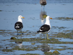 Larus dominicanus