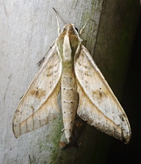 Xylophanes docilis