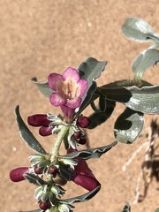 Penstemon albomarginatus