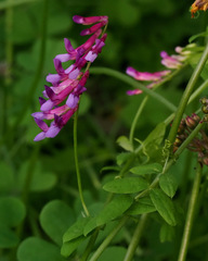 Vicia villosa