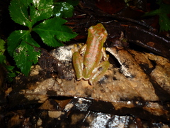 Ptychohyla hypomykter