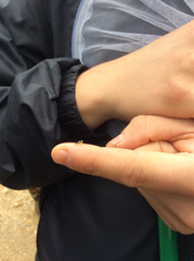 Colladonus clitellarius