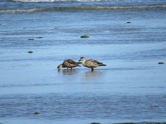 Lophonetta specularioides