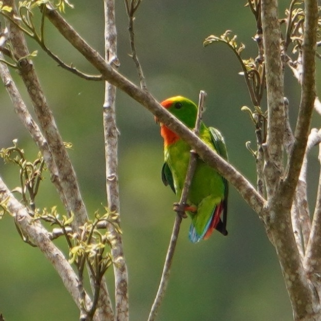 Philippine Hanging Parrot (Loriculus philippensis), photo 3