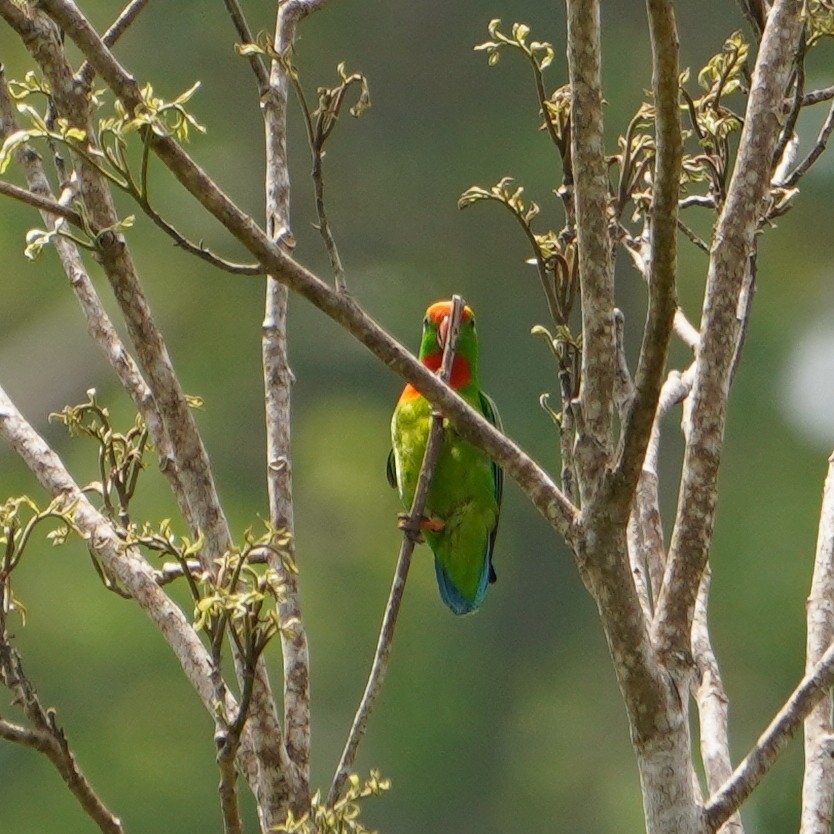 Philippine Hanging Parrot (Loriculus philippensis), photo 4