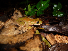 Ptychohyla hypomykter