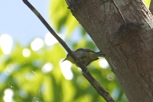 Garden Sunbird (Cinnyris jugularis), photo 9