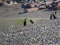 Nannopterum brasilianum