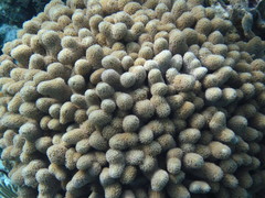 Porites porites