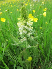 Pedicularis condensata