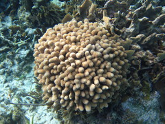 Porites porites